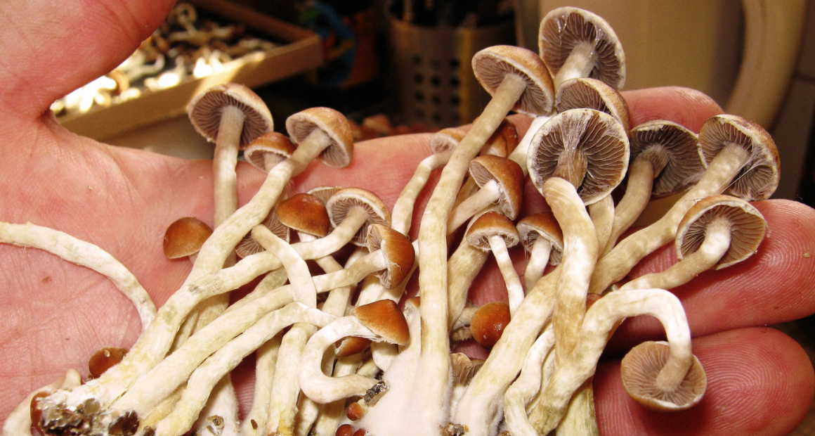 psychedelic mushrooms
